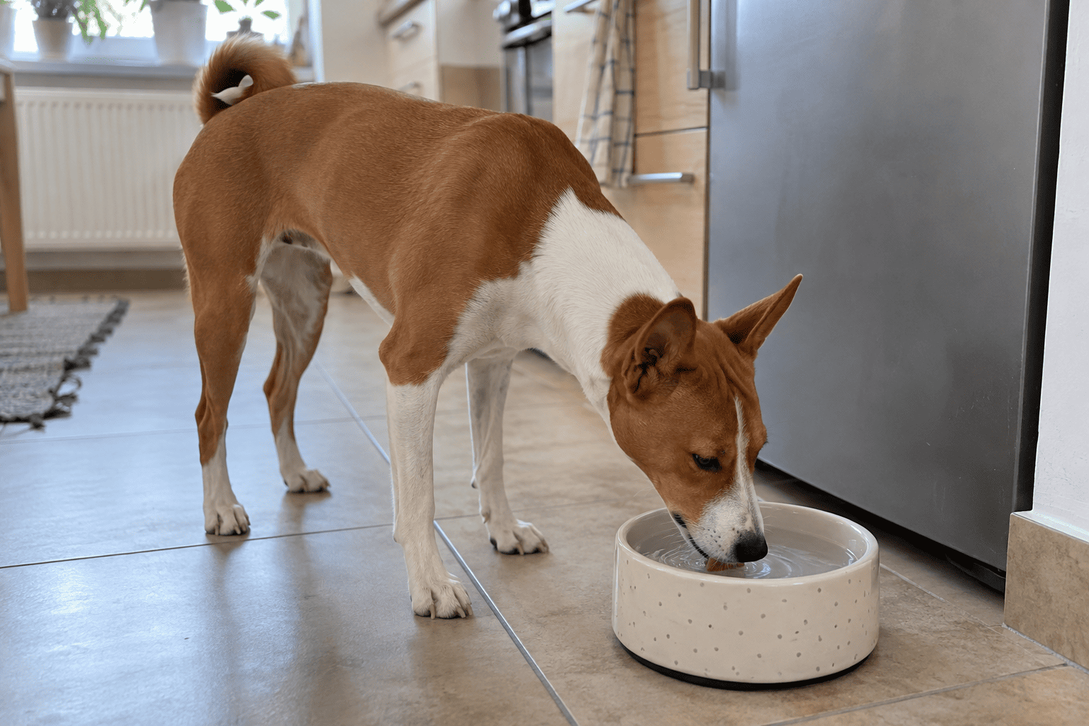 Basenji pije vodu z misky doma po pokojnej prechádzke